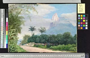 Marianne North Gallery: 825. View of the Corcovado Mountain, near Rio de Janerio, Brazil
