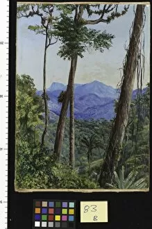 Marianne North Gallery: 83. View from Mr. Weilhorns House, Petropolis, Brazil