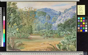 Painting Collection: 830. Vegetation on a stream at Chanleon, Chili