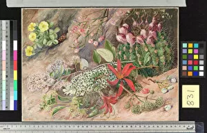 Marianne North Collection: 831. Wild Flowers and Fruits of the Salinas, Chili