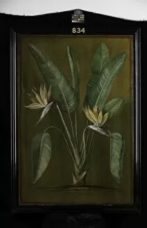 Marianne North Gallery: 834. Strelitzia, a South African Plant