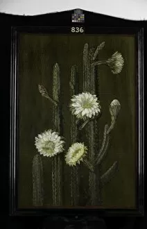 Marianne North Gallery: 836. A Brazilian Columnar Cactus