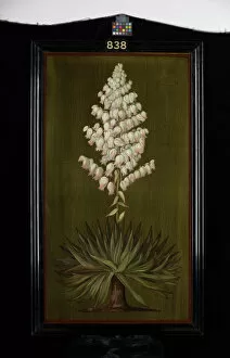 North America Gallery: 838. Adams Needle or Yucca, about half natural size