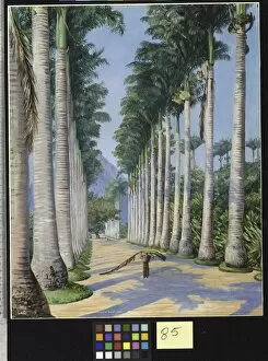 Marianne North Gallery: 85. Side Avenue of Royal Palms at Botafoga, Brazil