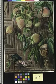 Marianne North Gallery: 89. Peaches and Humming Birds, Brazil