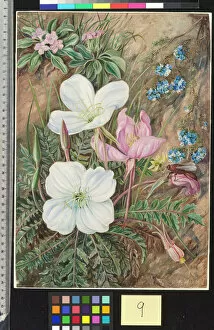 Marianne North Gallery: 9. Common Flowers of Chili