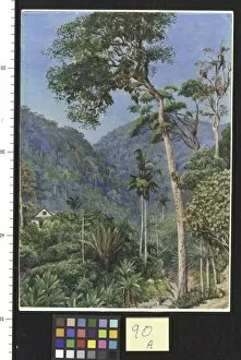 Marianne North Gallery: 90. Glimpse of Mr. Weilhorns House at Petropolis, Brazil