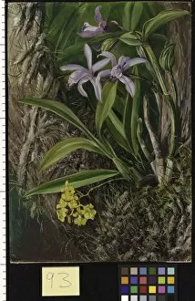 Marianne North Gallery: 93. Brazilian Orchids and other Epiphytes