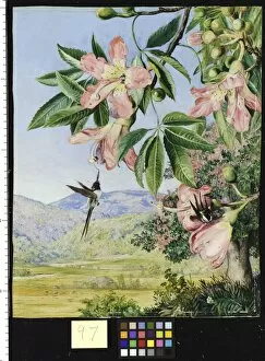 Marianne North Gallery: 97. Foliage and Flowers of a Coral tree and double-crested Hummi