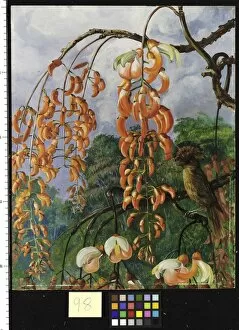 Bird Collection: 98. Flowers of a Coral Tree and King of the Flycatchers Brazil