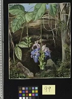 Marianne North Gallery: 99. Flowers of a Twiner, Brazil