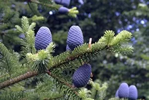 Close-ups Collection: Abies forrestii