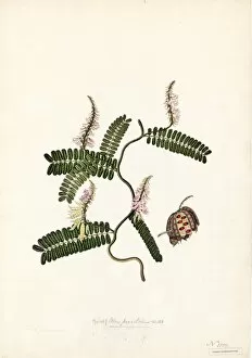 Leguminosae Collection: Abrus precatorius, Willd