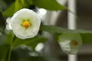 Flowering Plant Collection: Abutilon Boule De Neige