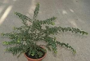 Endangered plants Collection: Acacia anegadensis
