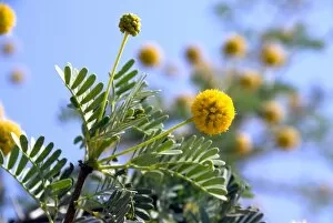 Images Dated 1st January 1970: Acacia erioloba