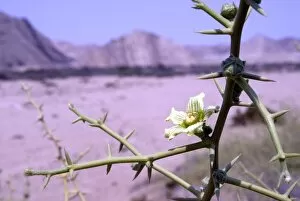 Desert plants Gallery: Acanthocicyos horridus