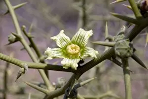 Cucurbitaceae Gallery: Acanthocicyos horridus