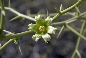 Desert plants Gallery: Acanthocicyos horridus