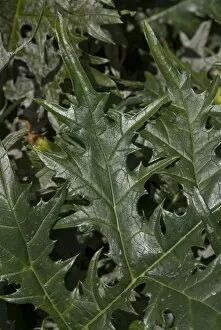 Acanthaceae Collection: Acanthus, hirsutus