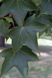 Leave Gallery: Acer cappadocicum