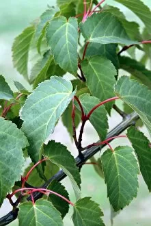 Leave Gallery: Acer davidii branch