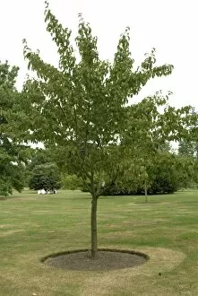 Acer davidii tree