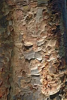 Close-ups Collection: Acer griseum