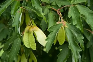 Acer griseum seeds