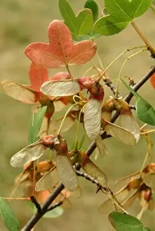 Close-ups Gallery: Acer monspessulanum