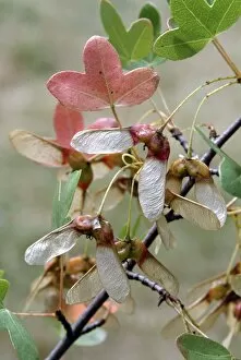 Close-ups Collection: Acer monspessulanum