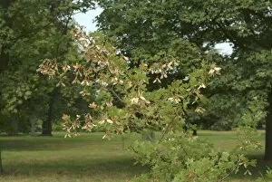 Aceraceae Gallery: Acer monspessulanum