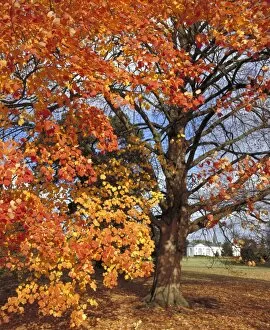 Trees in the landscape Collection: Acer opalus