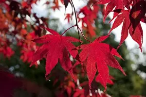 Red Leaves Gallery: Acer palmatum