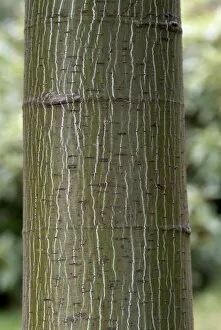 Close-ups Collection: Acer pensylvanicum