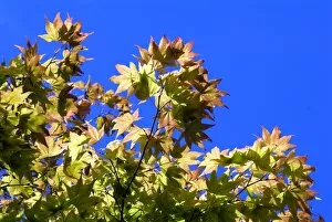 Blue Sky Gallery: Acer pensylvanicum