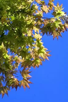 Trees and Shrubs Collection: Acer pensylvanicum