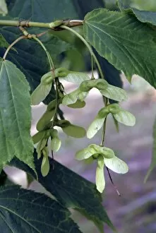 Close-ups Collection: Acer pensylvanicum