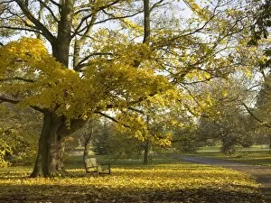 Trees and Shrubs Collection: Acer platanoides