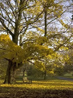 Trees in the landscape Gallery: Acer platanoides