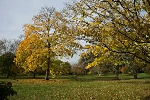 Autumn Colour Gallery: Acer platanoides