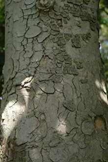 Close-ups Collection: Acer pseudoplatanus Brilliantissimum