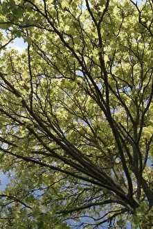 Close-ups Collection: Acer pseudoplatanus Brilliantissimum