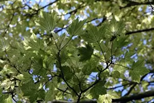 Close-ups Gallery: Acer pseudoplatanus Brilliantissimum