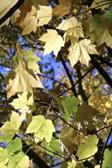Leave Gallery: Acer rubrum