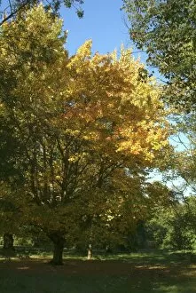 Trees in the landscape Gallery: Acer rubrum