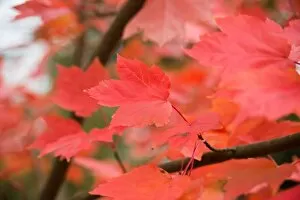 Red Leaves Collection: Acer rubrum, October Glory