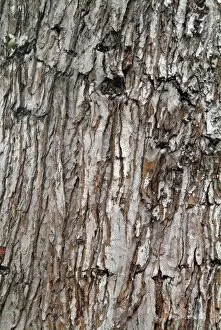 Close-ups Collection: Acer saccharinum