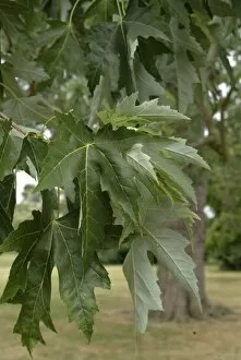 Close-ups Gallery: Acer saccharinum