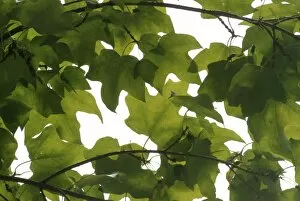 Aceraceae Gallery: Acer saccharum